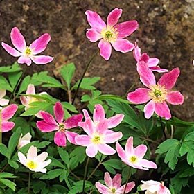Анемона ‘Уатс Пинк’ / Anemone 'Wyatt's Pink'