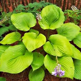 Хоста 'Сам энд Сабстанс' / Hosta hybride 'Sum and Substance'