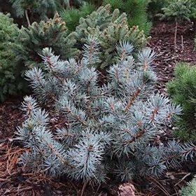 Ель колючая 'Мекки' / Picea pungens 'Mecky'