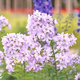 Колокольчик молочноцветковый 'Лоддон Энн' / Campanula lactiflora 'Loddon Anne'