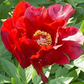 Пион Ито-гибрид 'Сонома Вельвет Руби' / Paeonia Itoh 'Sonoma Velvet Ruby'