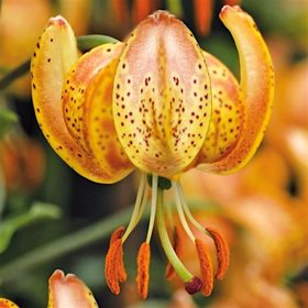 Лилия мартагон 'Пеппард Голд' / Lilium martagon 'Peppard Gold'