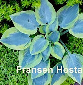 Хоста 'Поль Верной' / Hosta 'Paul Vernooij'