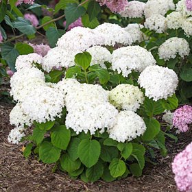 Гортензия древовидная 'Белла Рагацца Бланчетта' / Hydrangea arb. 'Bella Ragazza Blanchetta'