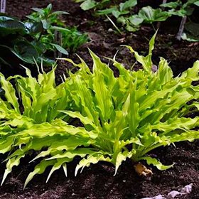 Хоста 'Уиглз энд Скуиглз' / Hosta 'Wiggles and Squiggles'