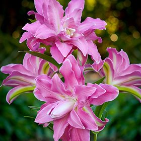 Лилия 'Лотус Уандер' / Lilium 'Lotus Wonder'